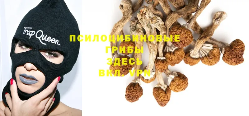 где можно купить наркотик  Дигора  Псилоцибиновые грибы MAGIC MUSHROOMS 